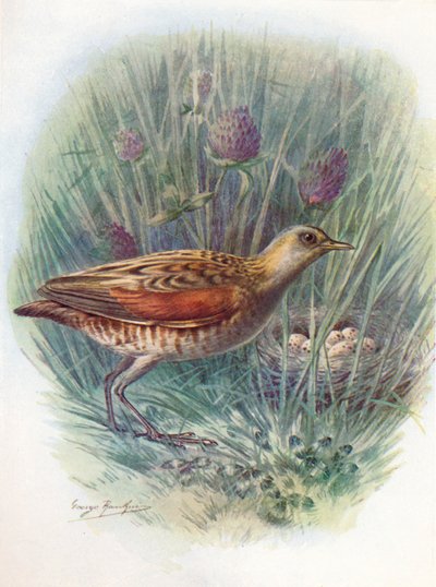 Landrail or Corncrake - Crex pratensis by George James Rankin