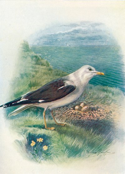 Lesser Black-Backed Gull - Larus fuscus by George James Rankin