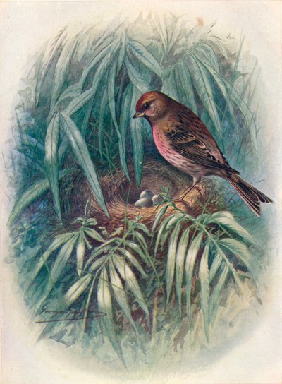 Lesser Redpoll - Linota rufescens by George James Rankin
