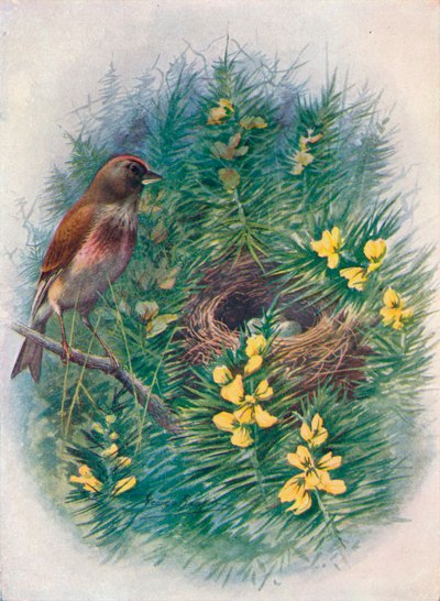Linnet - Linota cannabina by George James Rankin