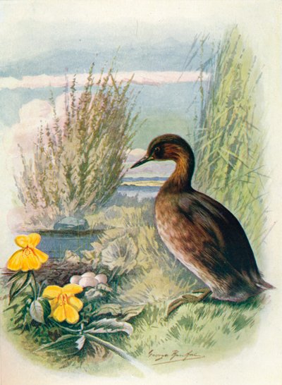 Little Grebe or Dabchick - Podicipes fluviatilis, c1910, 1910 by George James Rankin