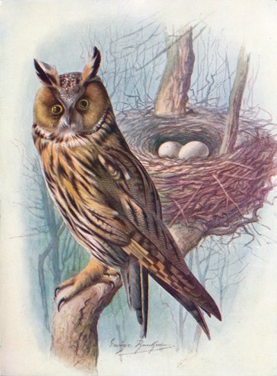 Long-Eared Owl - Asio Otus by George James Rankin