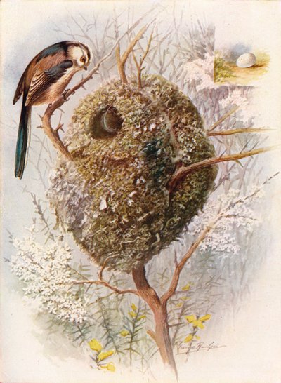 Long-Tailed Tit - Acredula caudata by George James Rankin