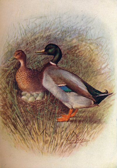 Mallard or Wild-Duck - Anas boscas by George James Rankin