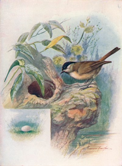 Marsh-Tit - Parus palustris by George James Rankin