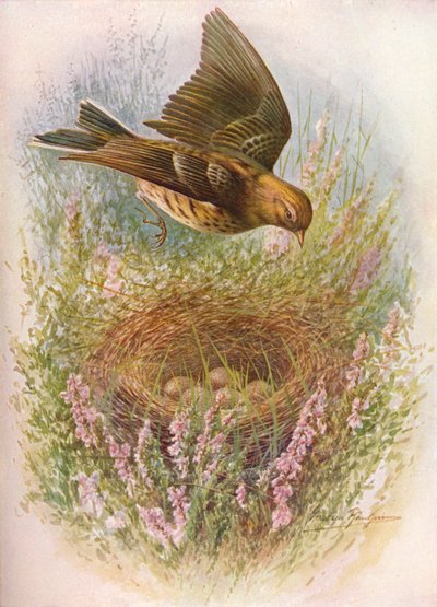 Meadow-Pipit or Titlark - Anthus pratensis by George James Rankin