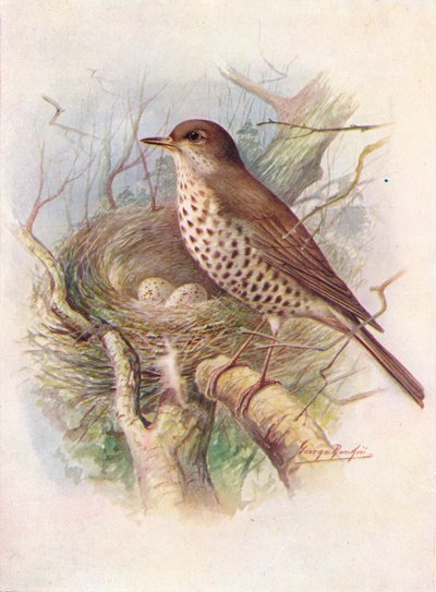 Mistle-Thrush - Turdus Viscivorus by George James Rankin