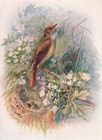 Nightingale - Daulias luscinia, c1910, 1910 by George James Rankin