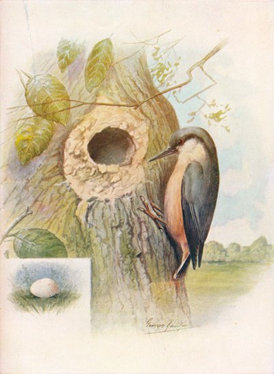 Nut-Hatch - Sitta caesia by George James Rankin