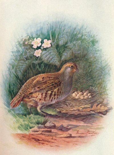 Partridge - Perdix cinerea, c1910 by George James Rankin