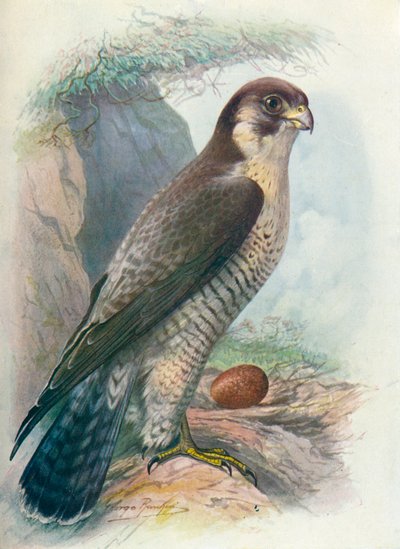 Peregrine Falcon - Falco peregrinus by George James Rankin