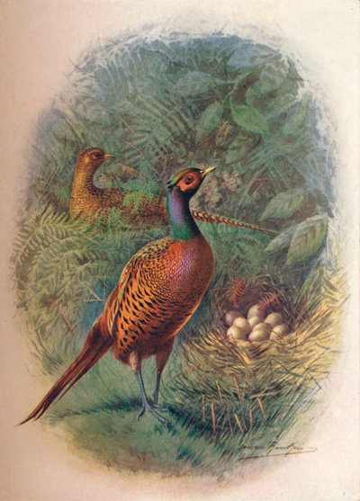 Pheasant - Phasianus Colchicus by George James Rankin