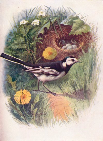 Pied Wagtail - Motacilla lugubris by George James Rankin