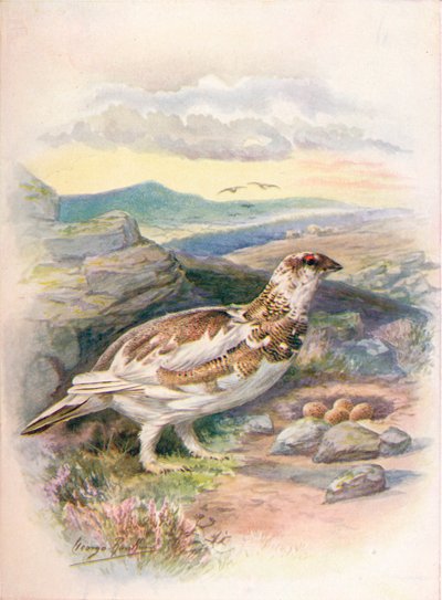 Ptarmigan - Lagopus mutus by George James Rankin