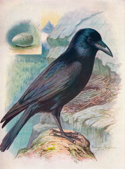 Raven - Corvus corax by George James Rankin
