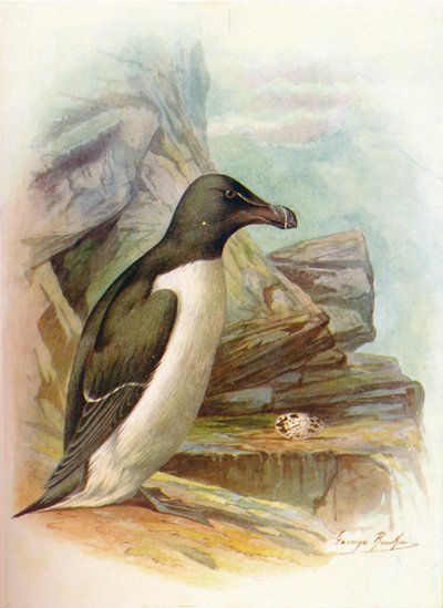 Razorbill - Alca torda by George James Rankin