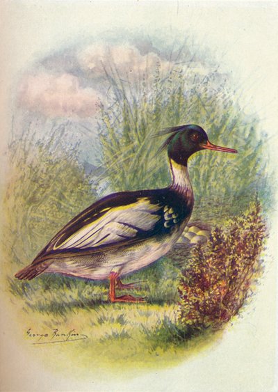 Red-Breasted Merganser - Mergus serrator, c1910 by George James Rankin