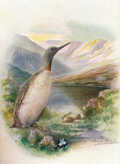 Red-Throated Diver - Colymbus Septentrionalis by George James Rankin