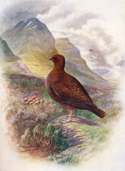 Red Grouse - Lagopus scoticus by George James Rankin