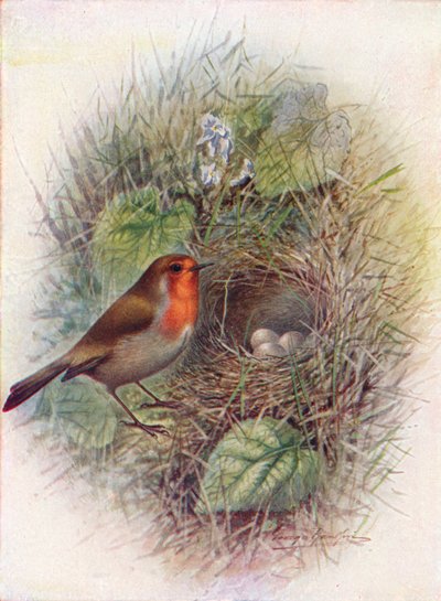 Redbreast or Robin - Erithacus Rubecula by George James Rankin