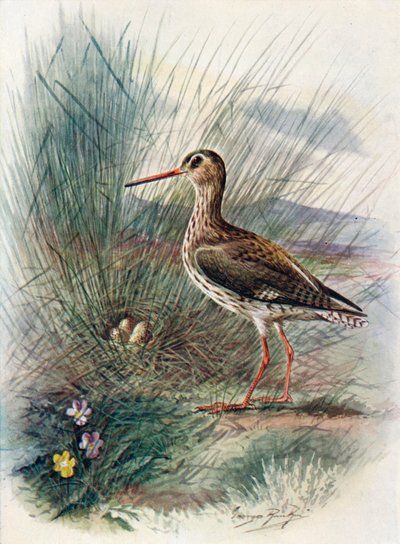 Redshank - Totanus Calidris by George James Rankin