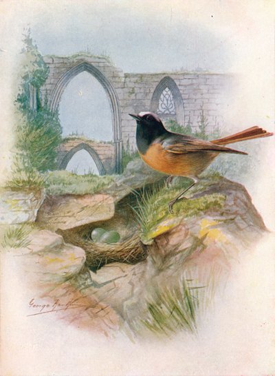 Redstart - Ruticilla phoenicurus, c1910 by George James Rankin
