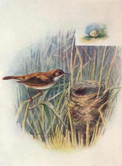Reed-Warbler - Acrocephalus Streperus by George James Rankin