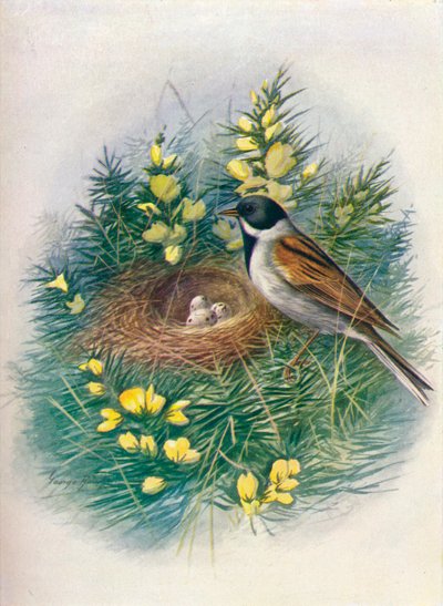 Reed Bunting, c1910 by George James Rankin