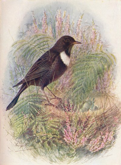 Ring-Ousel - Turdus Torquatus by George James Rankin
