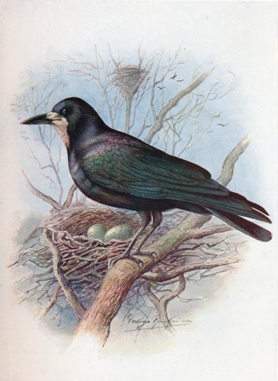 Rook - Corvus frugilegus by George James Rankin