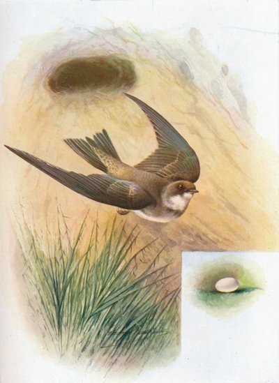 Sand-Martin - Cotile riparia by George James Rankin
