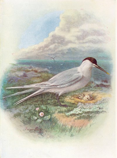 Sandwich Tern - Sterna cantiaca, 1910 by George James Rankin