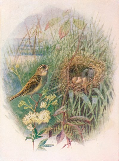 Sedge-Warbler - Acrocephalus phragmitis, c1910 by George James Rankin