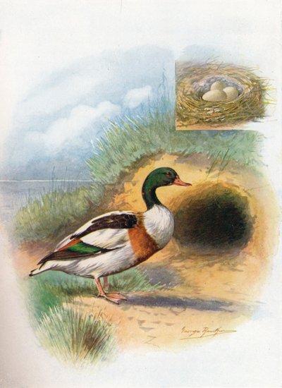 Sheld-Duck or Sheldrake - Tadorna cornuta by George James Rankin