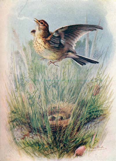 Skylark - Alauda arvensis, c1910 by George James Rankin