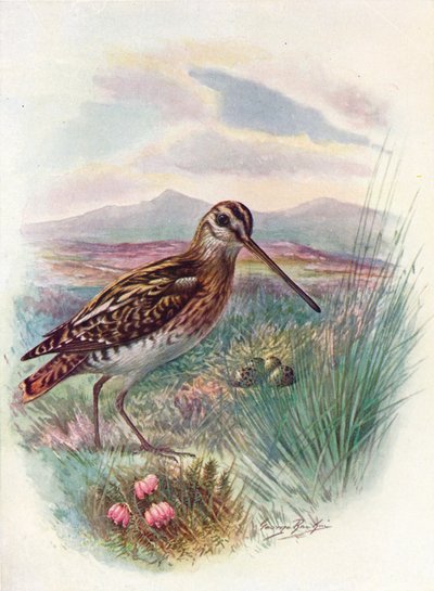 Snipe - Gallinago Coelestis by George James Rankin
