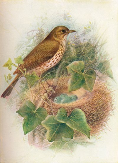 Song-Thrush or Mavis - Turdus musicus by George James Rankin