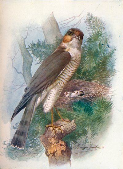 Sparrow-Hawk - Accipiter nisus by George James Rankin