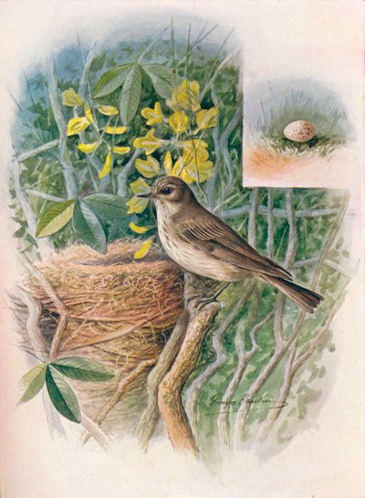 Spotted Fly-Catcher - Muscicapa grisola, 1910 by George James Rankin