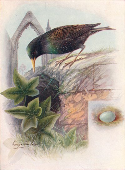Starling - Sturnus vulgaris, c1910 by George James Rankin