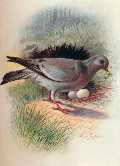 Stock-Dove - Columba oenas by George James Rankin