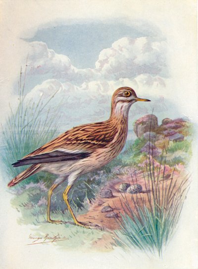 Stone-Curlew, Norfolk Plover, or Thick-Knee - OEdicnemus scolopax, c1910, 1910 by George James Rankin