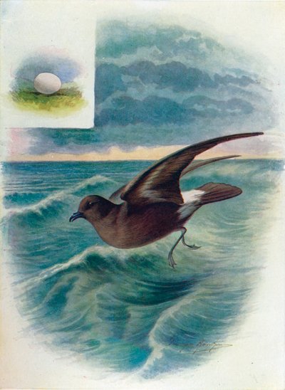 Storm Petrel - Procellaria pelagica, c1910 by George James Rankin
