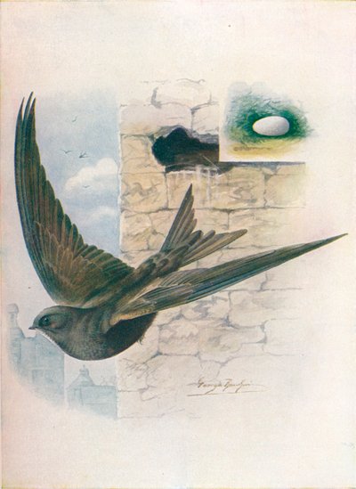 Swift - Cypselus apus by George James Rankin