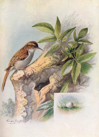 Tree-Creeper - Certhia familiaris by George James Rankin