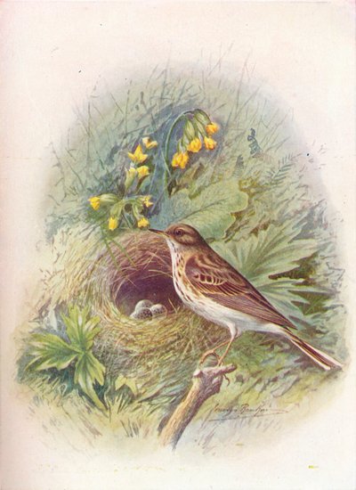 Tree-Pipit - Anthus Trivialis, c1910 by George James Rankin