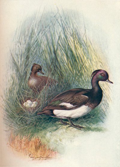Tufted Duck - Fuligula Cristata by George James Rankin