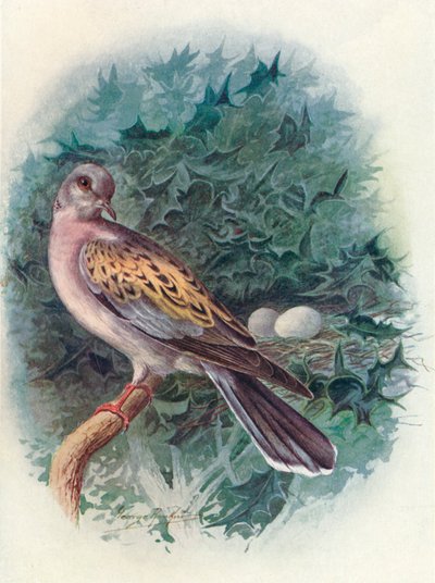 Turtle-Dove - Turtur communis, c1910 by George James Rankin