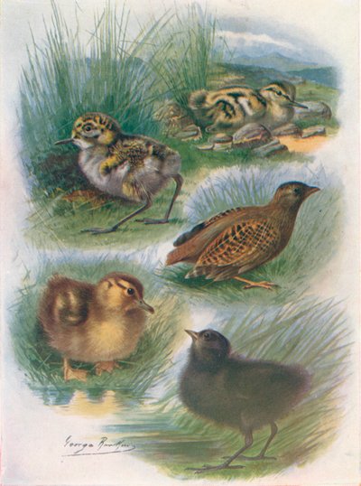 Types of Nidifugous Nestlings, c1910, 1910 by George James Rankin