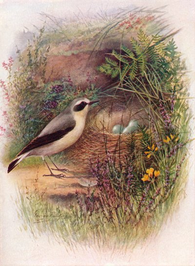 Wheatear - Saxicola oenanthe by George James Rankin